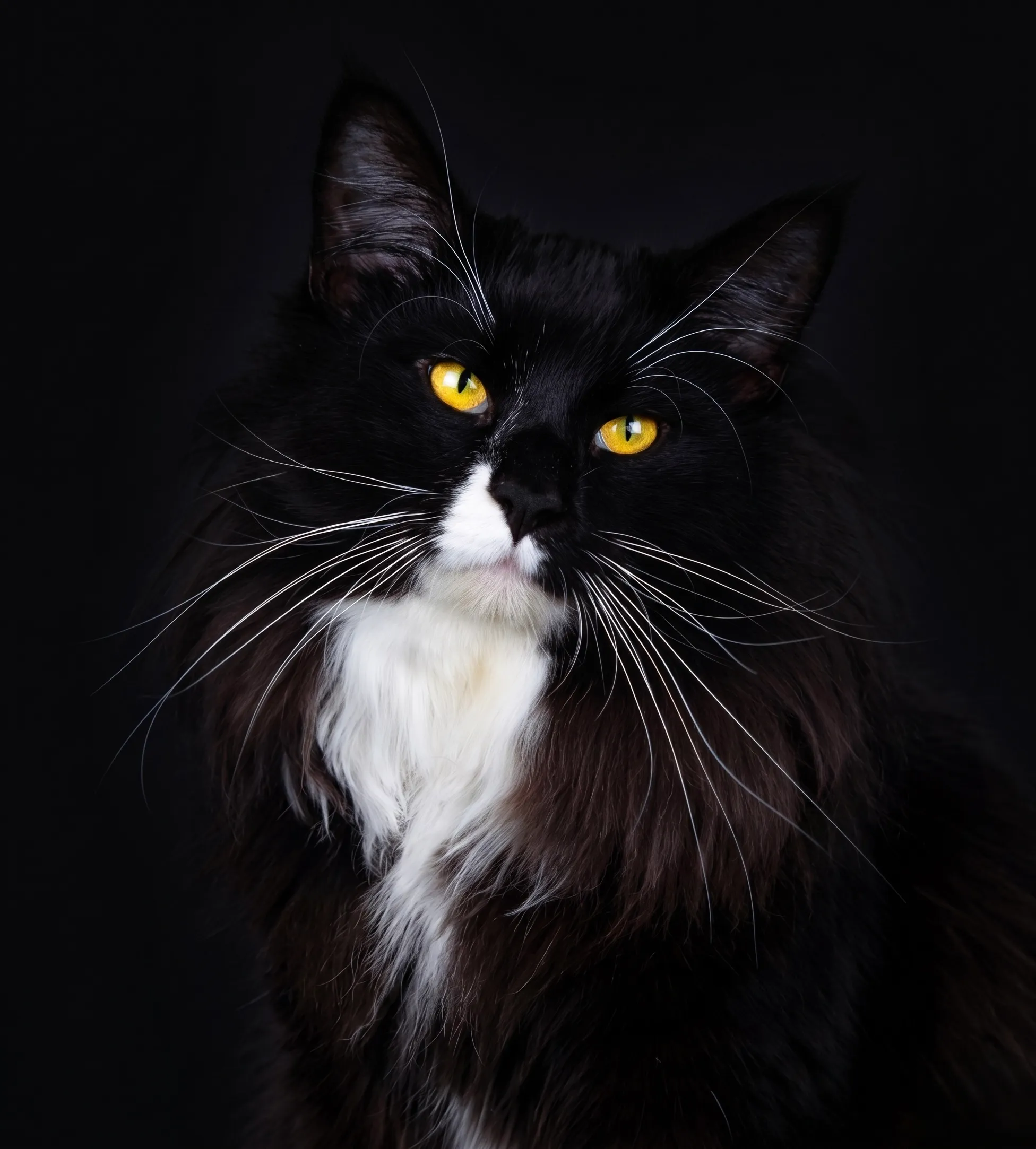 Gatto di razza in posa all'Esposizione Internazionale Felina di Venturina Terme