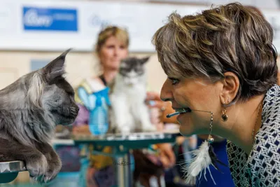 Mrs. Carla Rotini, giudice internazionale FIFe (Italia) dell'Esposizione Felina di Venturina Terme